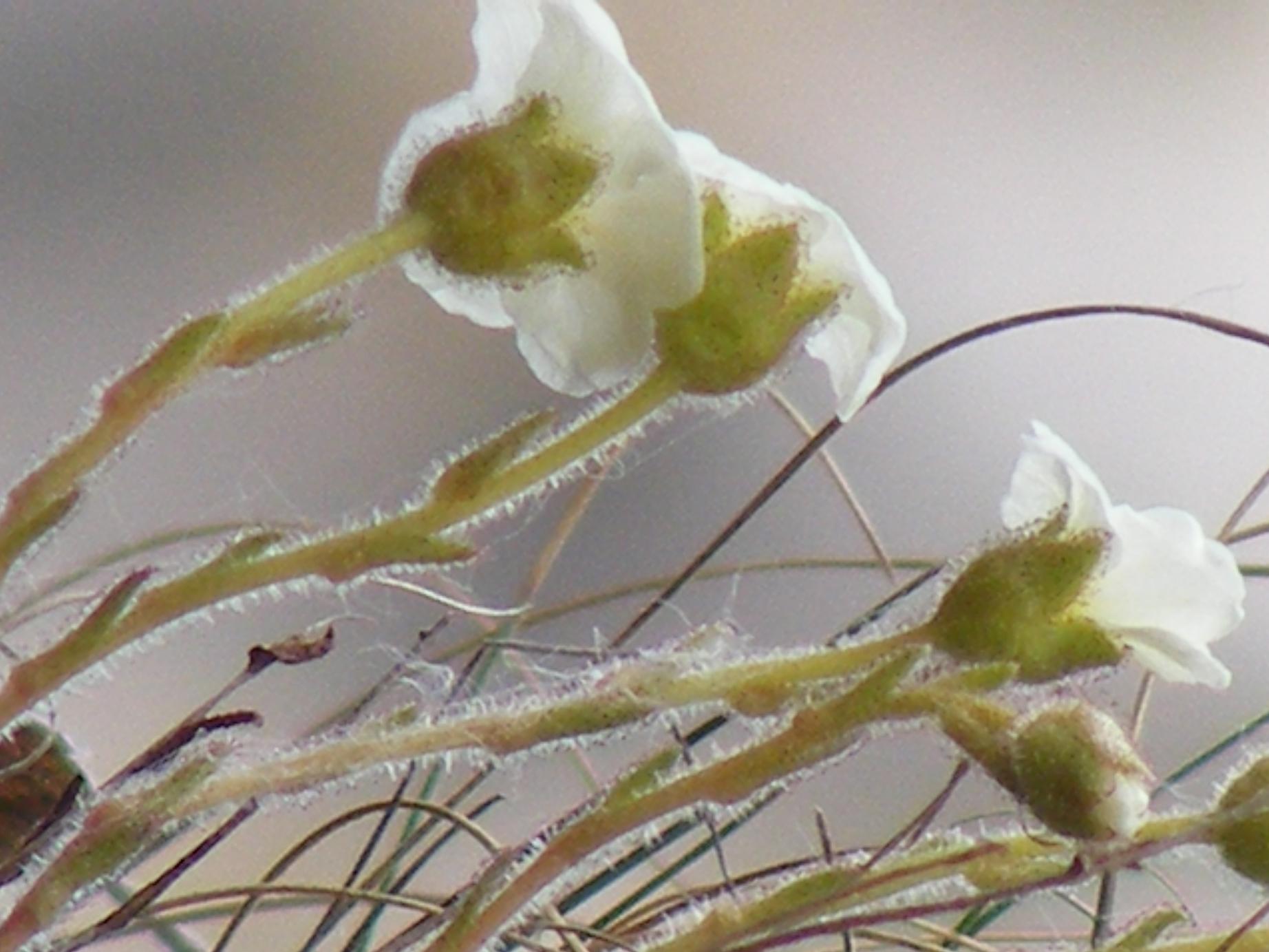 Saxifraga tombeanensis / Sassifraga del Monte Tombea